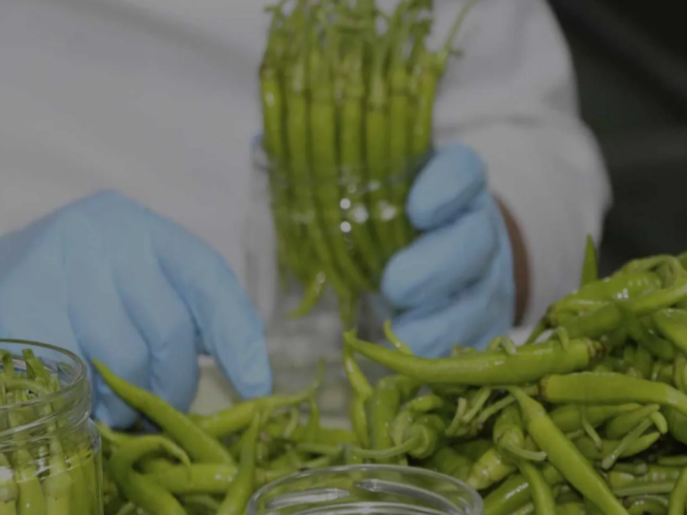 Guindillas de Ibarra